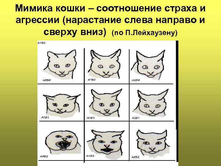 Причины агрессии у кошек и собак
