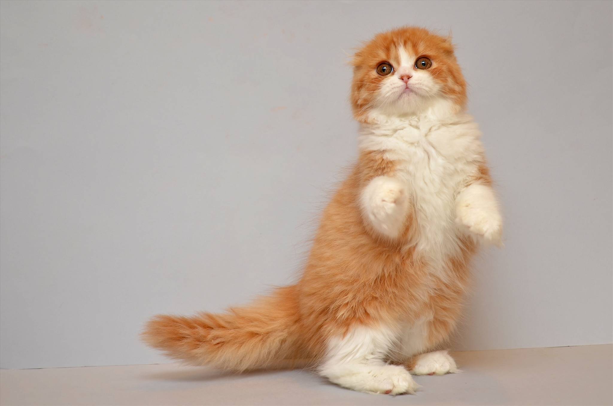 Скоттиш-фолд: 28 фото шотландской вислоухой кошки, описание породы, цена котенка