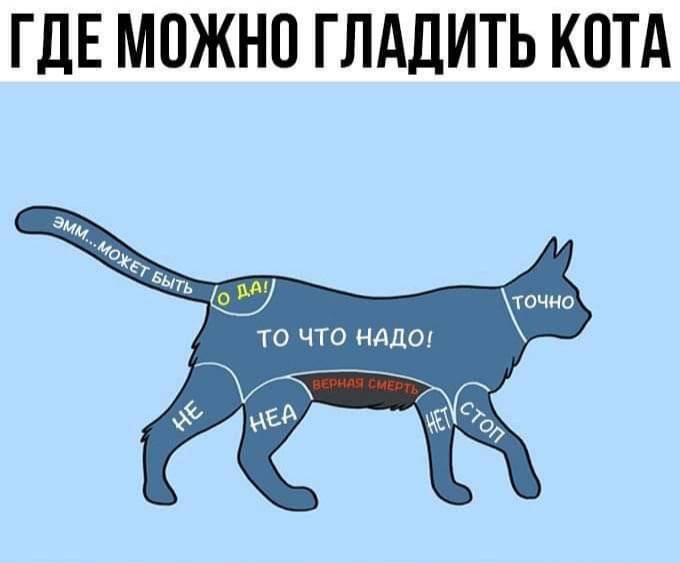ᐉ как правильно гладить кошку: где можно и нельзя гладить кота - zoomozaika.ru