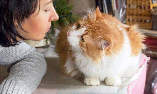 Признаки любви кошки к человеку