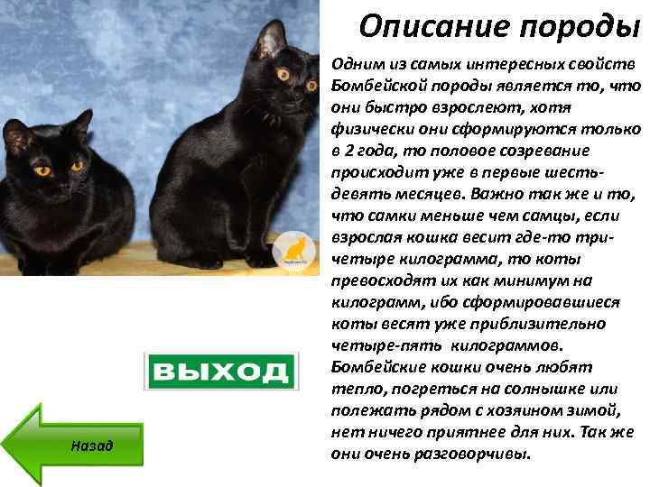 Бомбейская кошка (бомбей): ? фото, описание, характер, интересные факты о породе