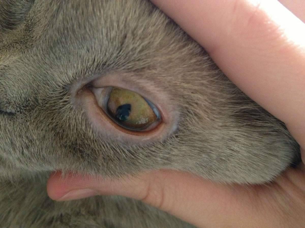 Почему у кошек слезятся глаза – причины, симптомы, лечение рубрика: здоровье кошки