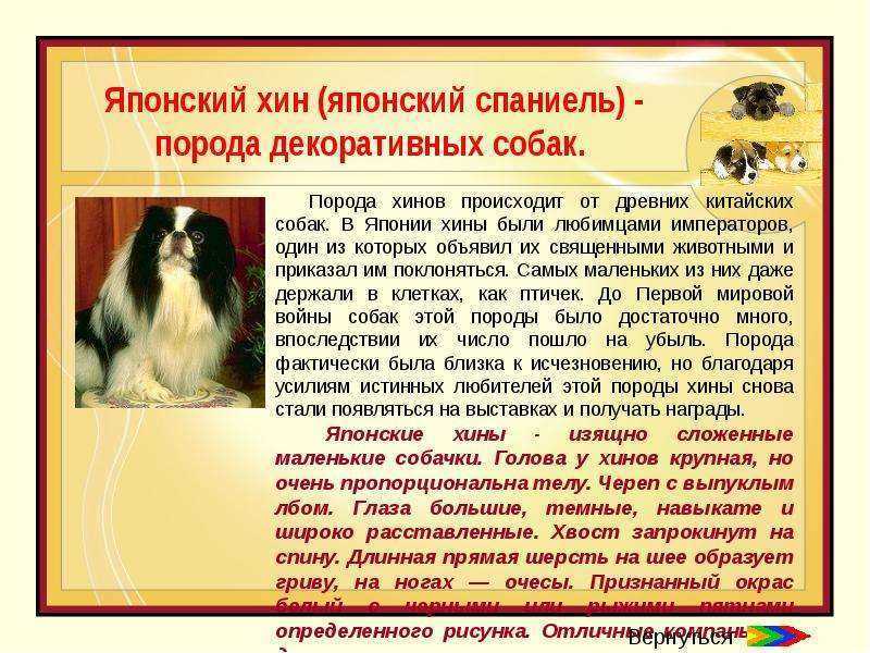 Японский хин: описание породы, характер собаки и щенка, фото, цена