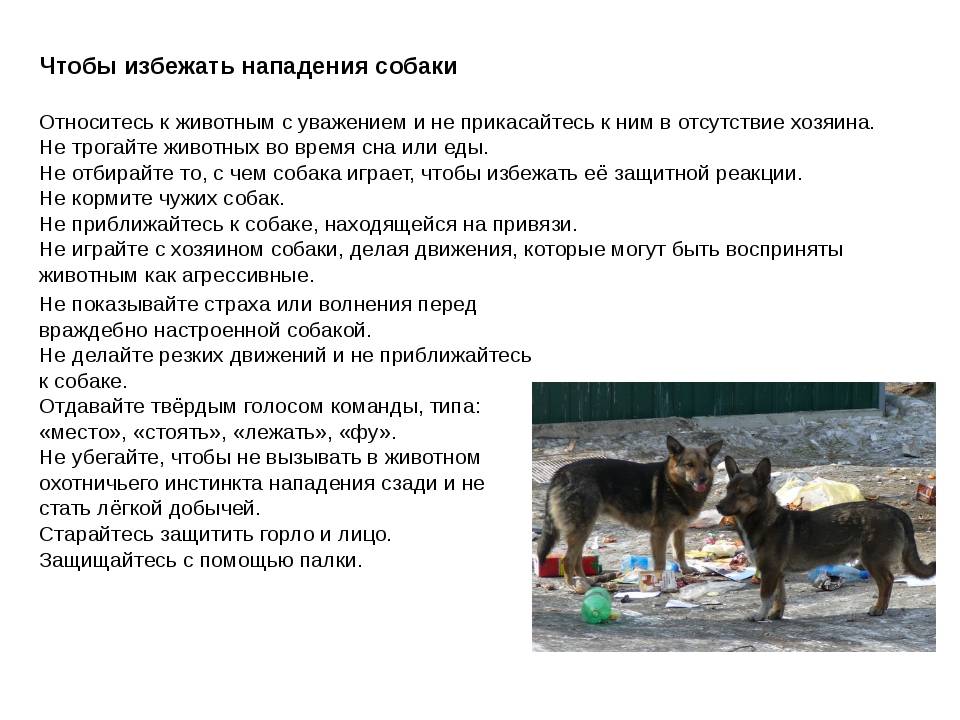 Как действовать при нападении собак: самые опасные породы собак, причины нападения, самооборона, как использовать подручные средства.