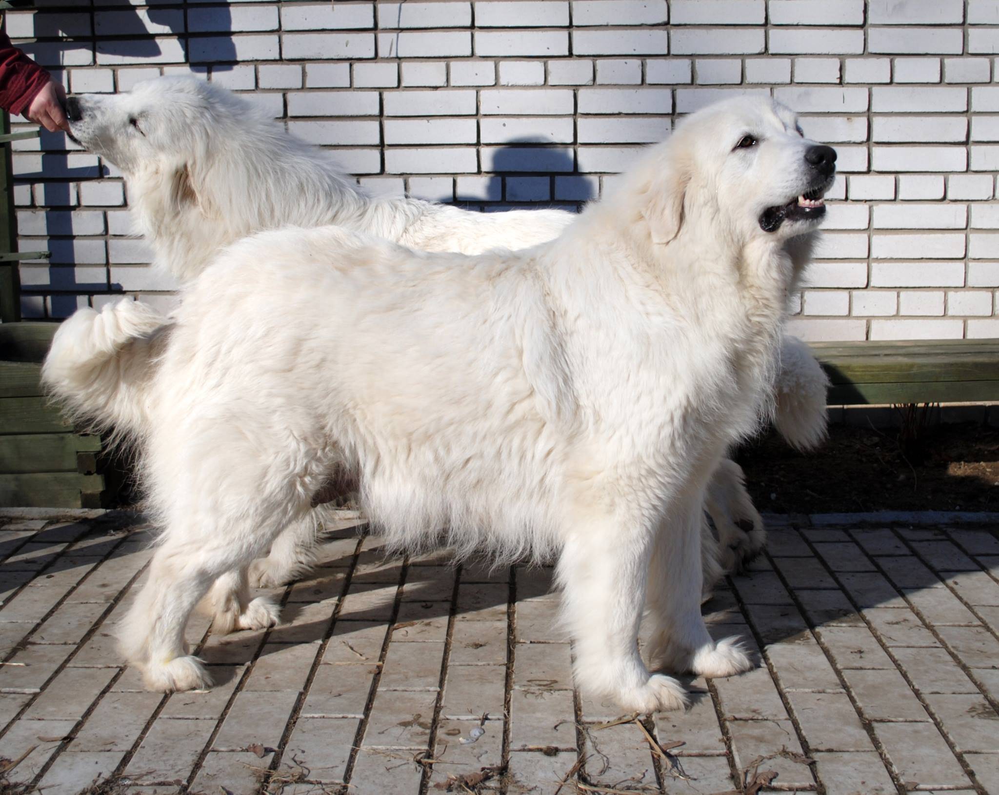 Пиренейская горная собака — википедия
