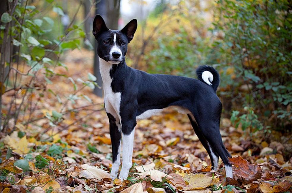 Басенджи или африканская нелающая собака — талисман египтян от заклятий и недругов