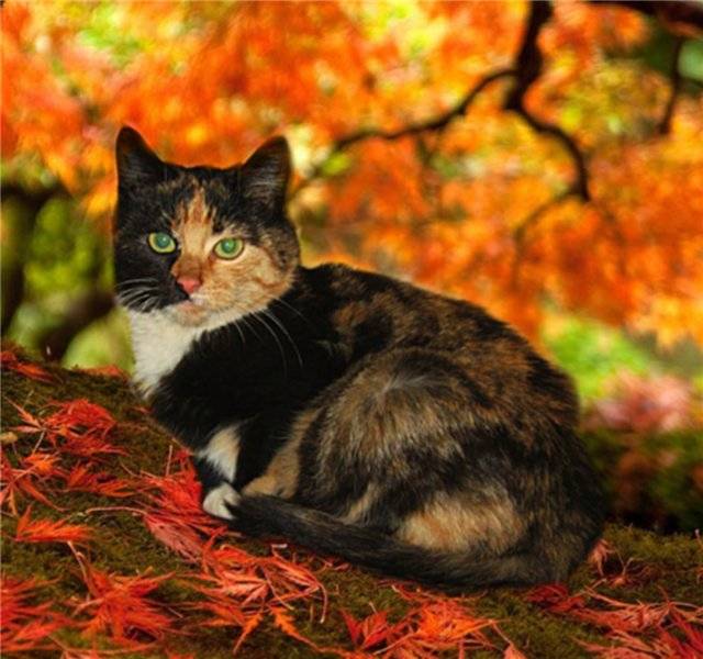 Черепаховая кошка (трехцветный окрас): генетика и характер, почему встречается только у кошек, что приносит в дом, народные приметы
