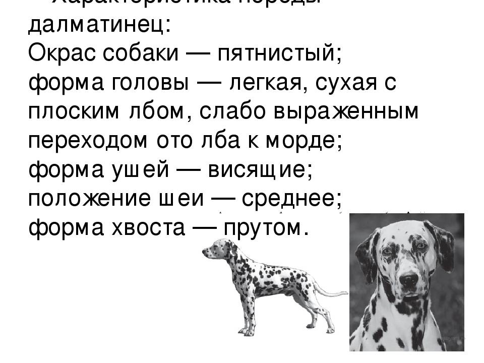Далматин - порода собак - информация и особенностях | хиллс
