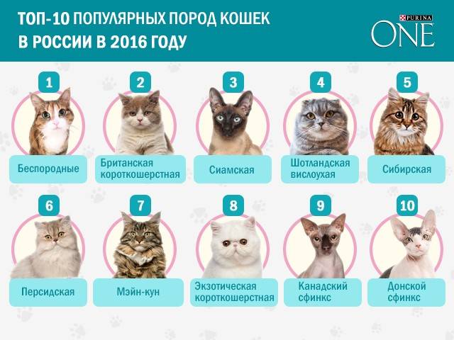 Породы самых умных котов: рейтинг самых интеллектуальных и преданных