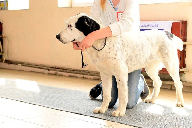 Почему алабай — идеальная собака для загородной жизни? среднеазиатская овчарка. особенности породы. фото — ботаничка.ru