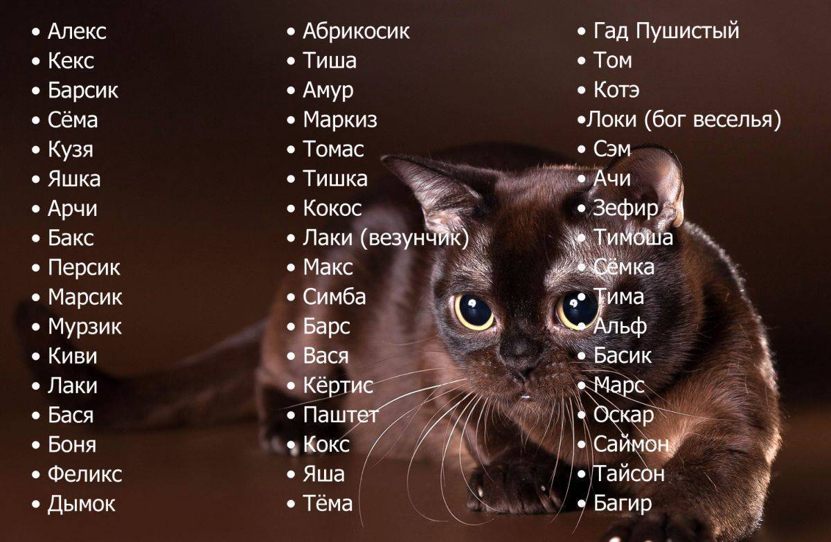 Как назвать трёхцветную кошку или кота: разные варианты выбора имён