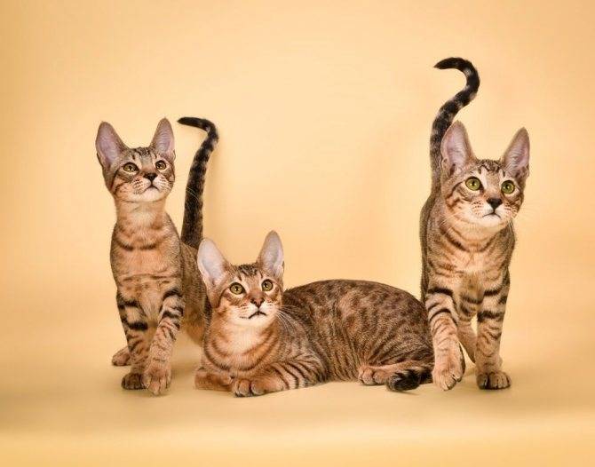 Серенгети (36 фото): описание породы кошек. особенности характера котов. условия содержания котят
