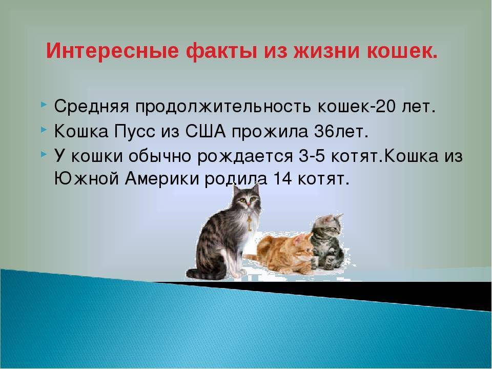 Сколько живут сфинксы: кошки и коты в домашних условиях | кастрированные