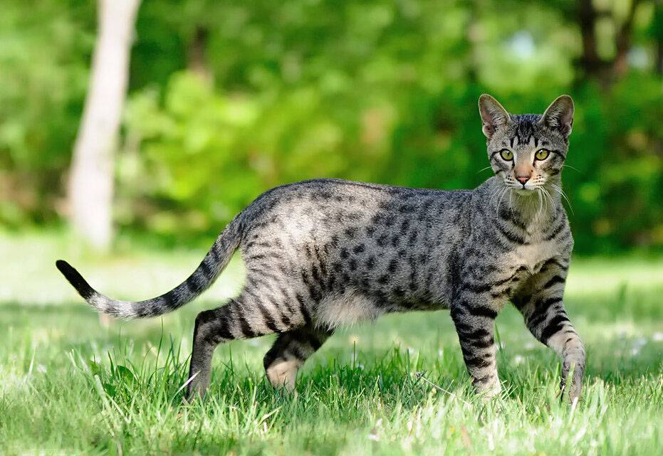 Кошка саванна - гибрид сервала: особенности породы, фото котёнка и взрослого кота, уход за питомцем и его содержание