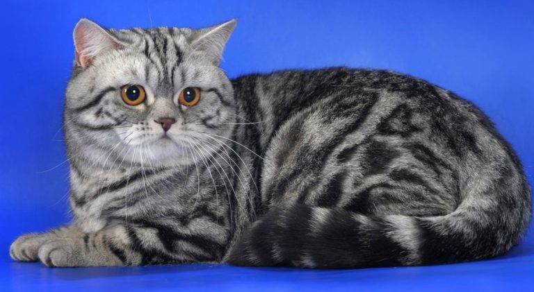 Короткошерстная шотландская кошка: описание породы и содержание