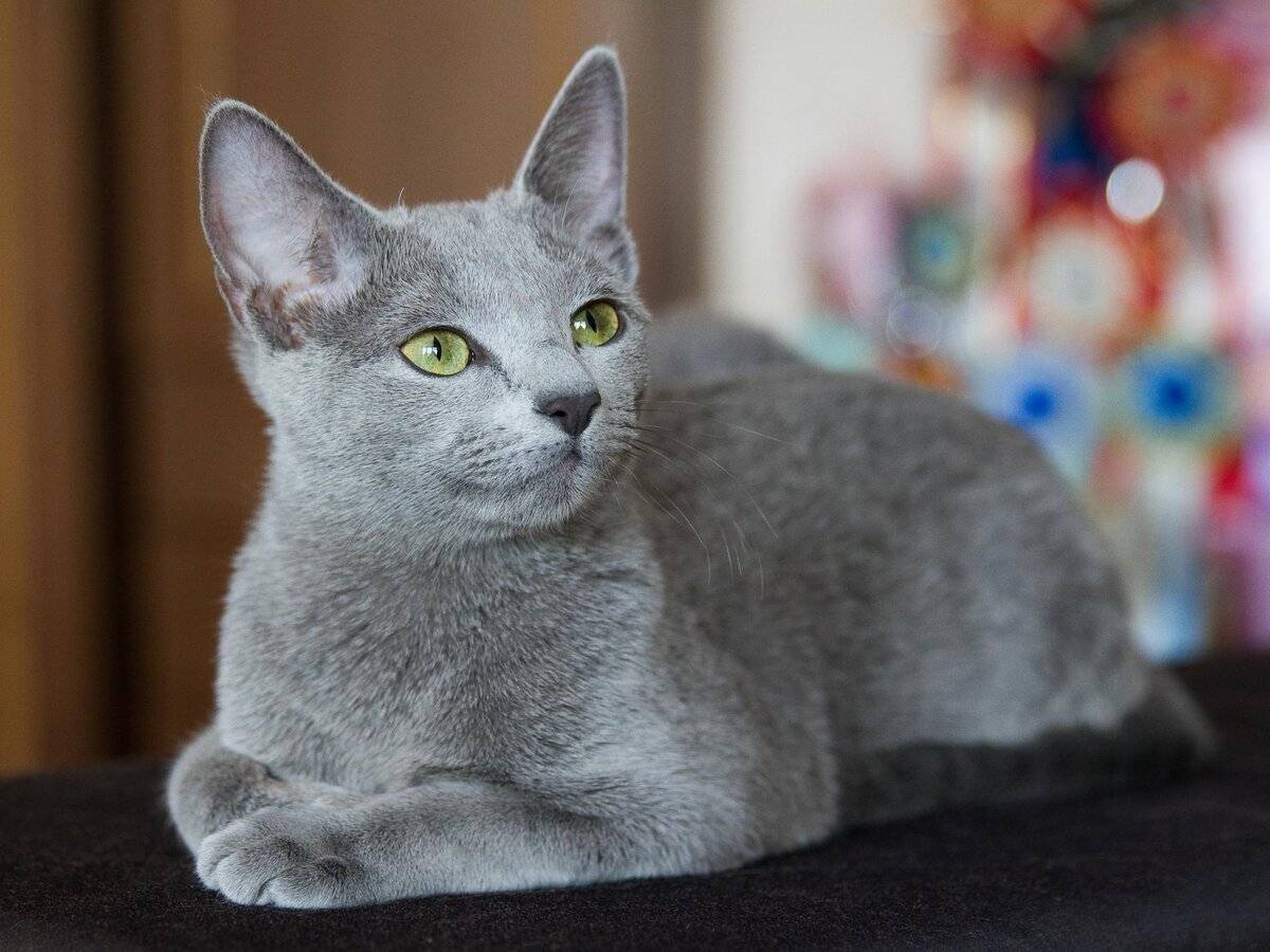 Русская голубая кошка: ввнешний вид и характер, уход и питание, болезни, фото