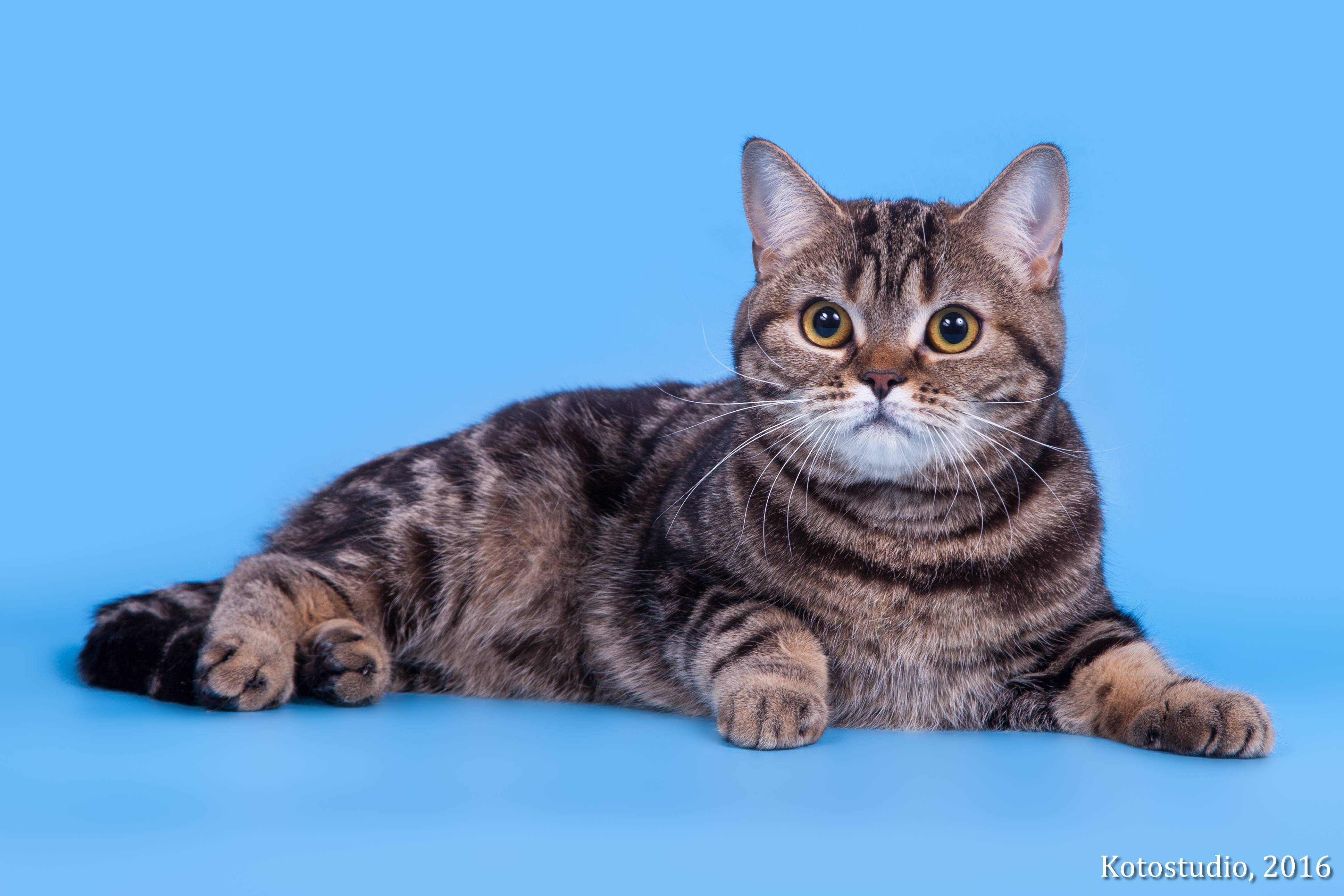 Порода кошек шотландская прямоухая: чем отличается от британской, характер страйтов, наследственные заболевания