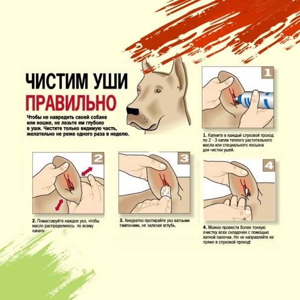 Как чистить уши собаке в домашних условиях