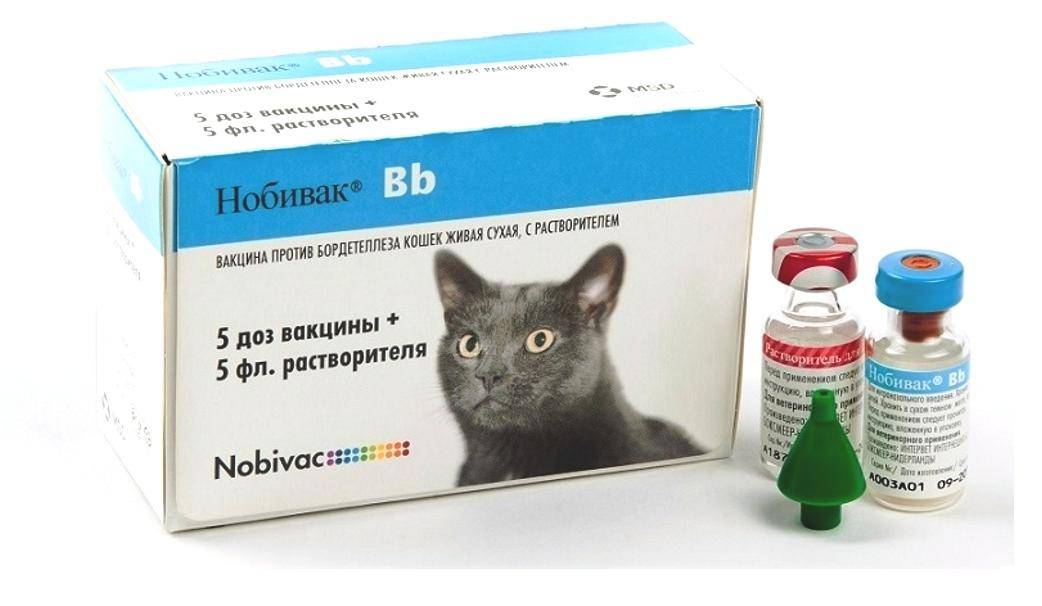 Прививка от бешенства кошке – как часто делать, сколько времени действует, правила вакцинации