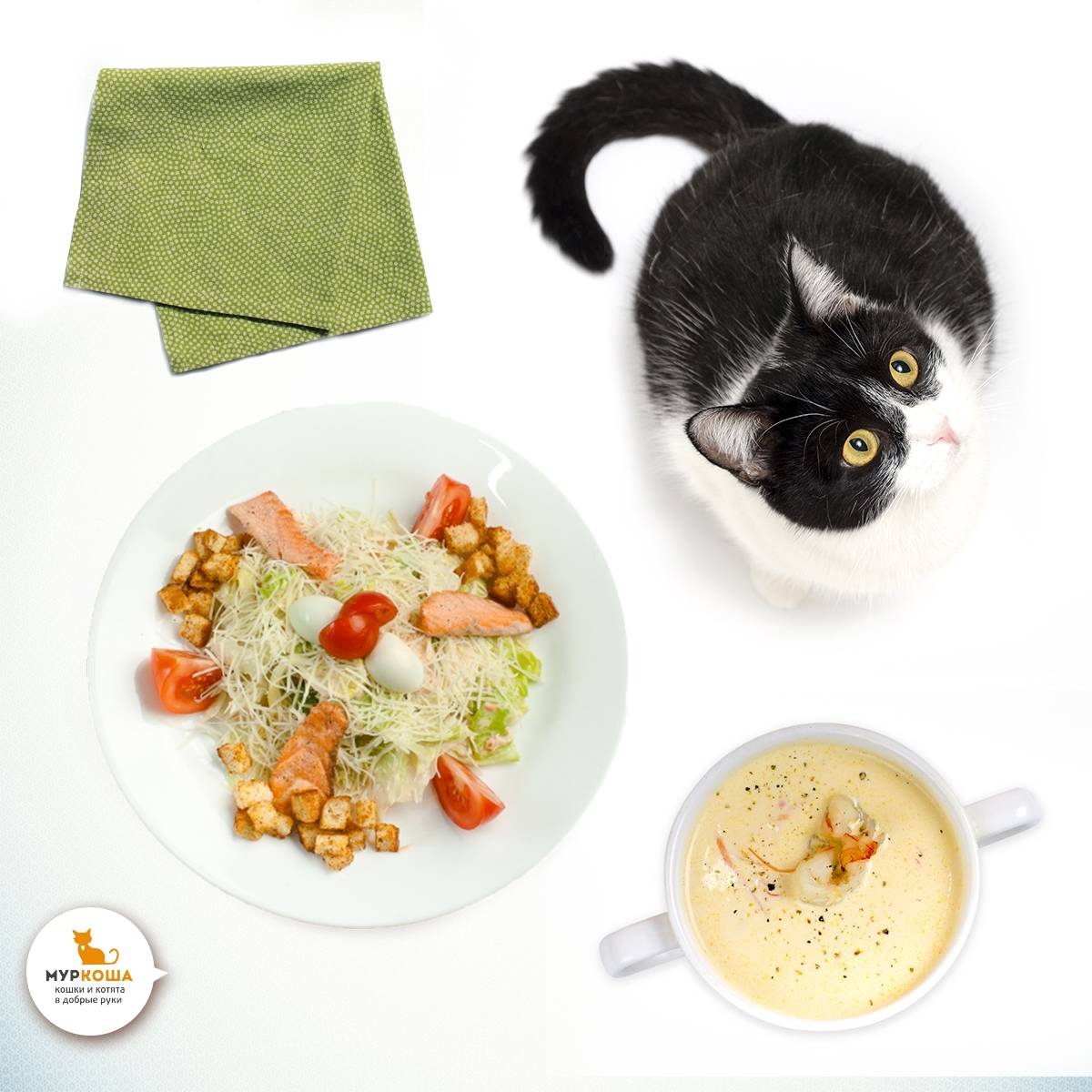 Чем лучше кормить кошку: разновидности кормов, плюсы и минусы, советы ветеринаров для выбора питания кошкам