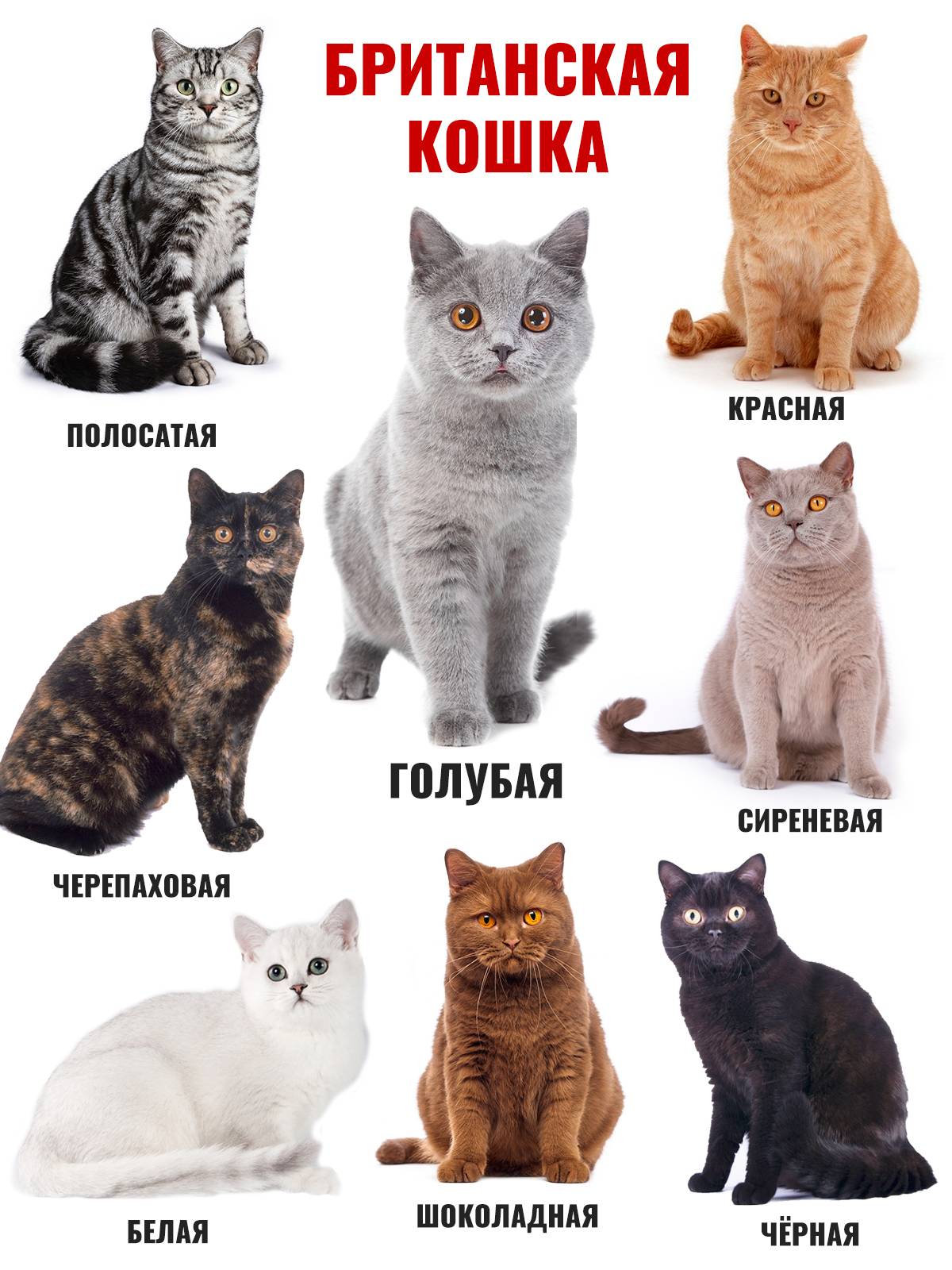 Какие существуют варианты расцветок у британских котов: описание всех видов