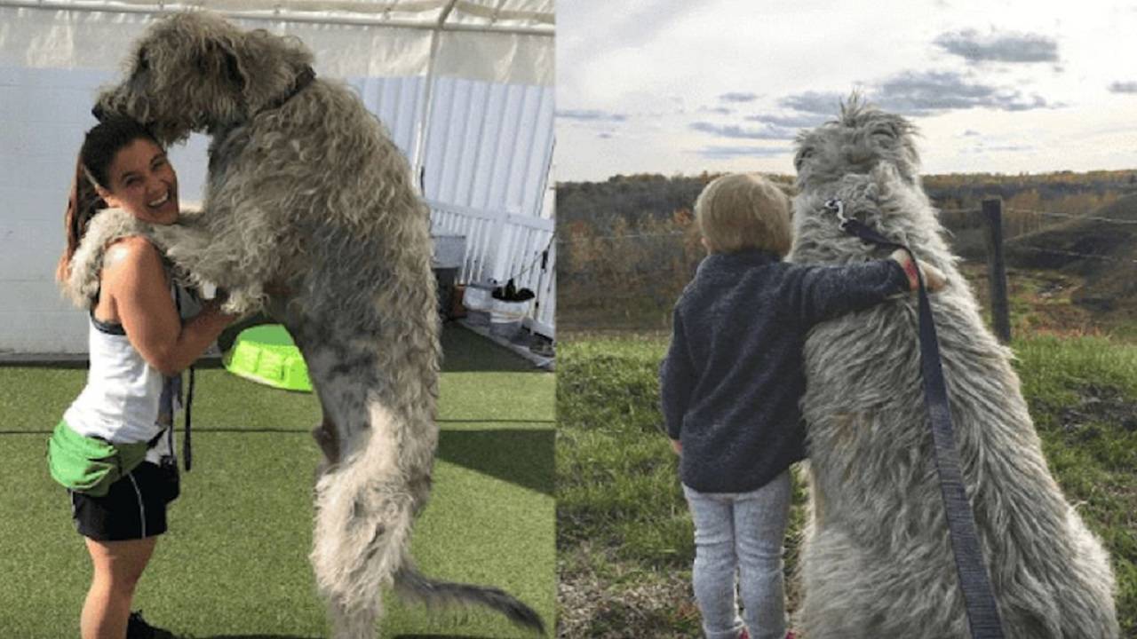 Волкодав (54 фото): история собак. русский, тибетский и другие породы волкодавов. как выглядят щенки?
