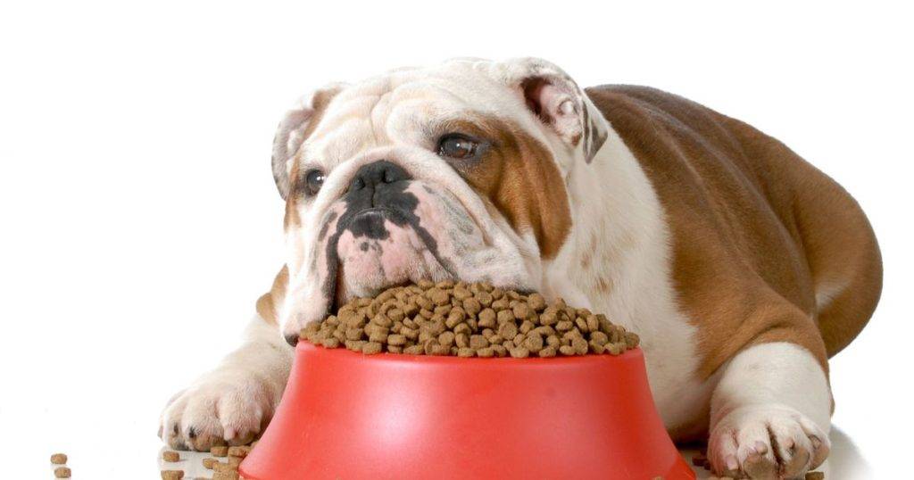 Ожирение у собак – причины появления и что делать