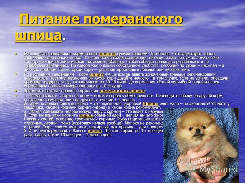 “сангвиник и экстраверт”. всё ли вы знаете о характере шпица?