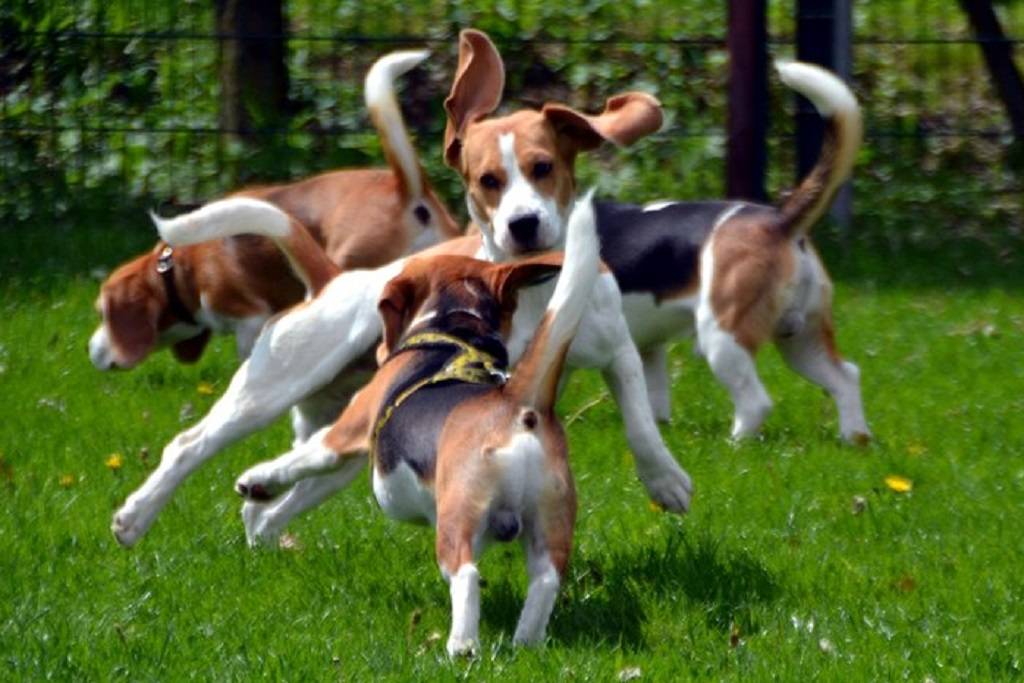 Размеры взрослой собаки породы «бигль»: основные показатели и стандарт животных