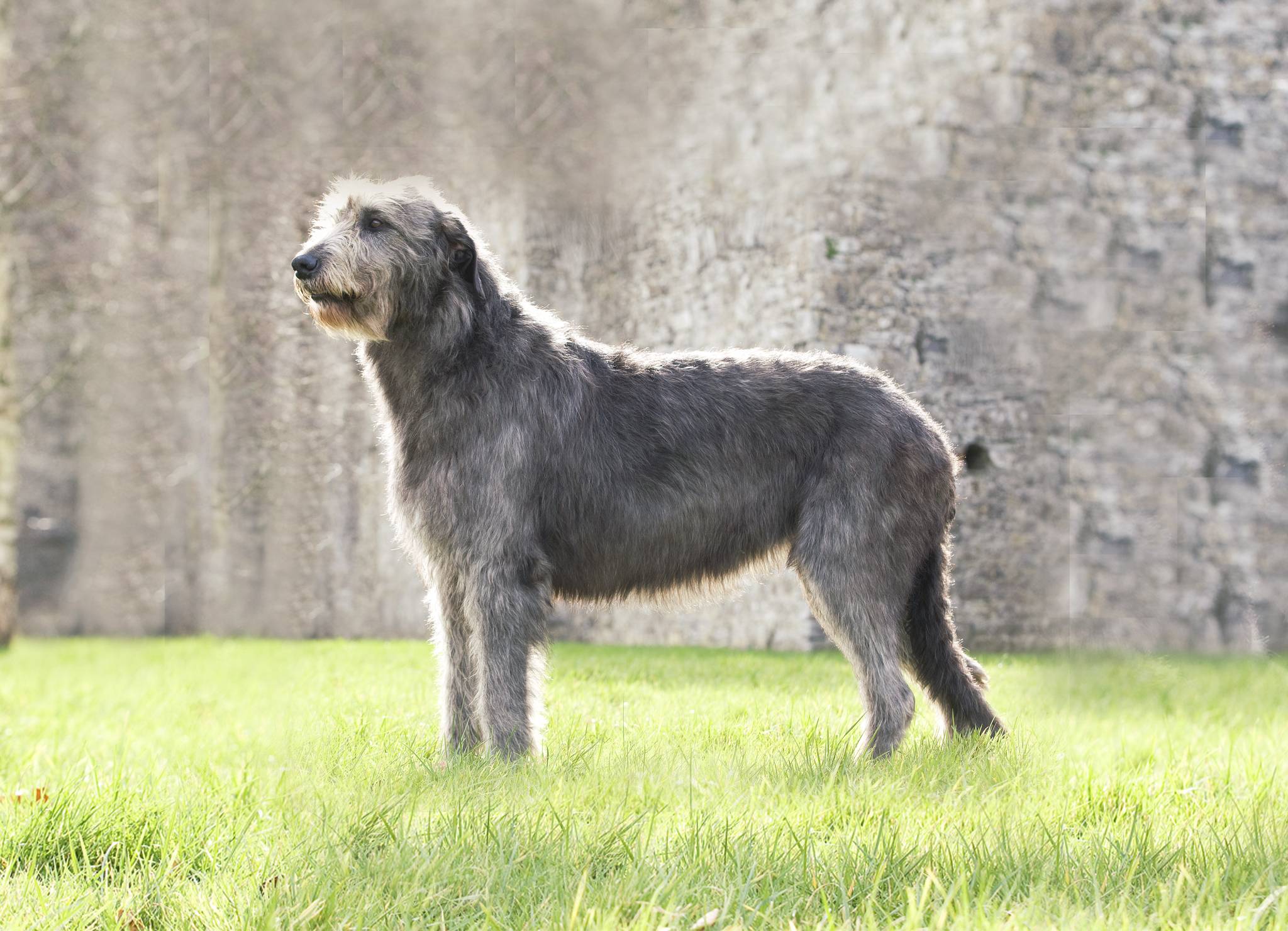 Ирландский волкодав собака. описание, особенности, уход и цена породы