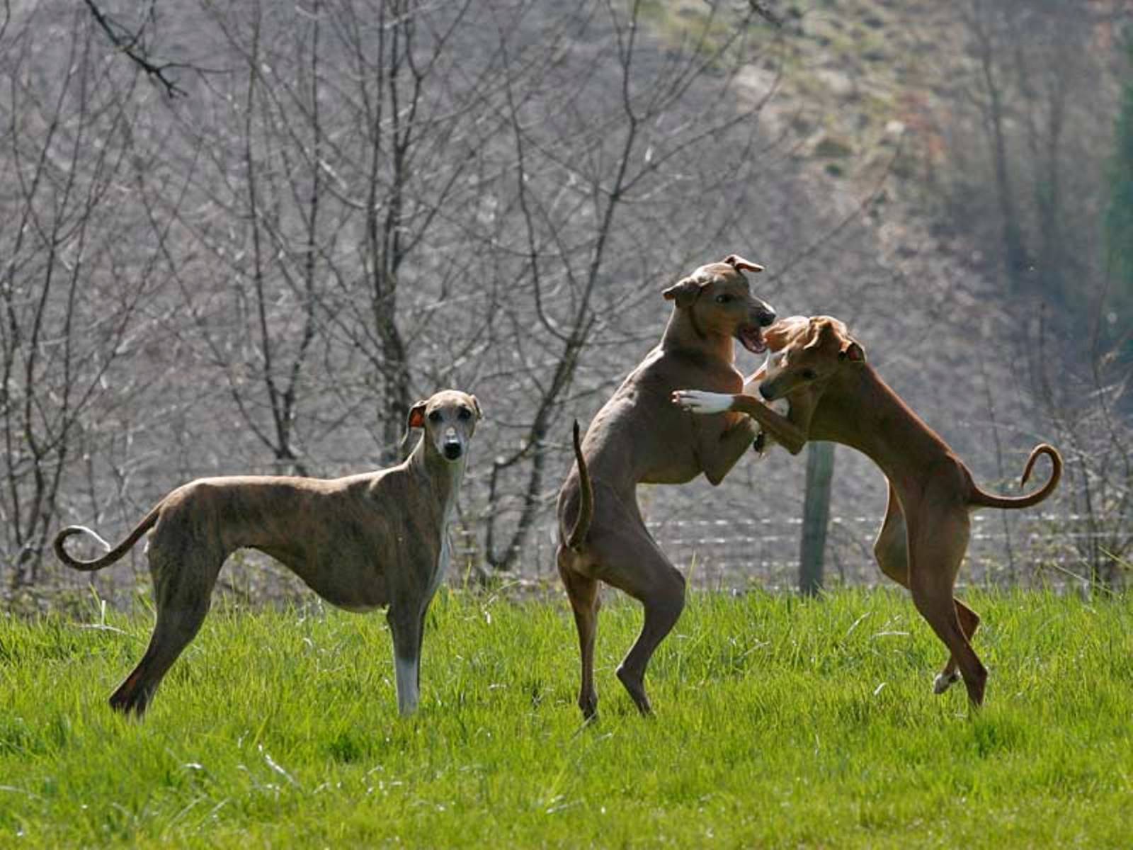 Азавак − фото собаки, описание, характер породы, цена щенков