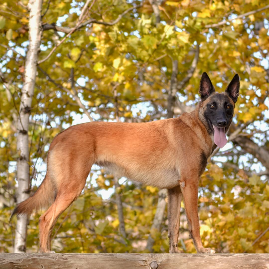 Малинуа собака. описание, особенности, уход и цена породы малинуа | sobakagav.ru