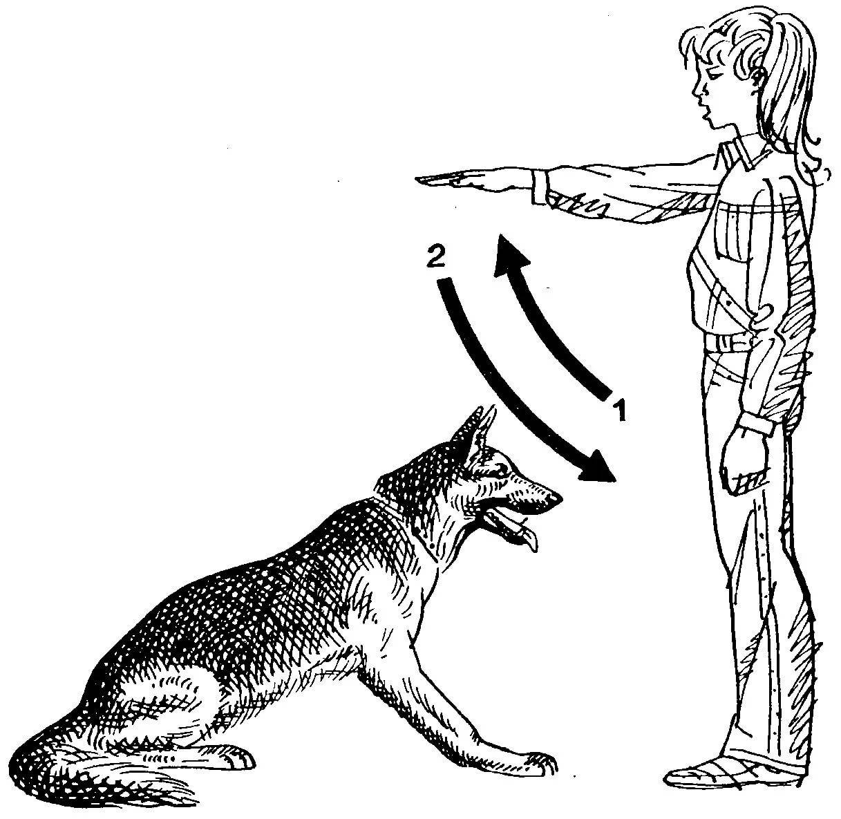 Общий курс дрессировки собак
