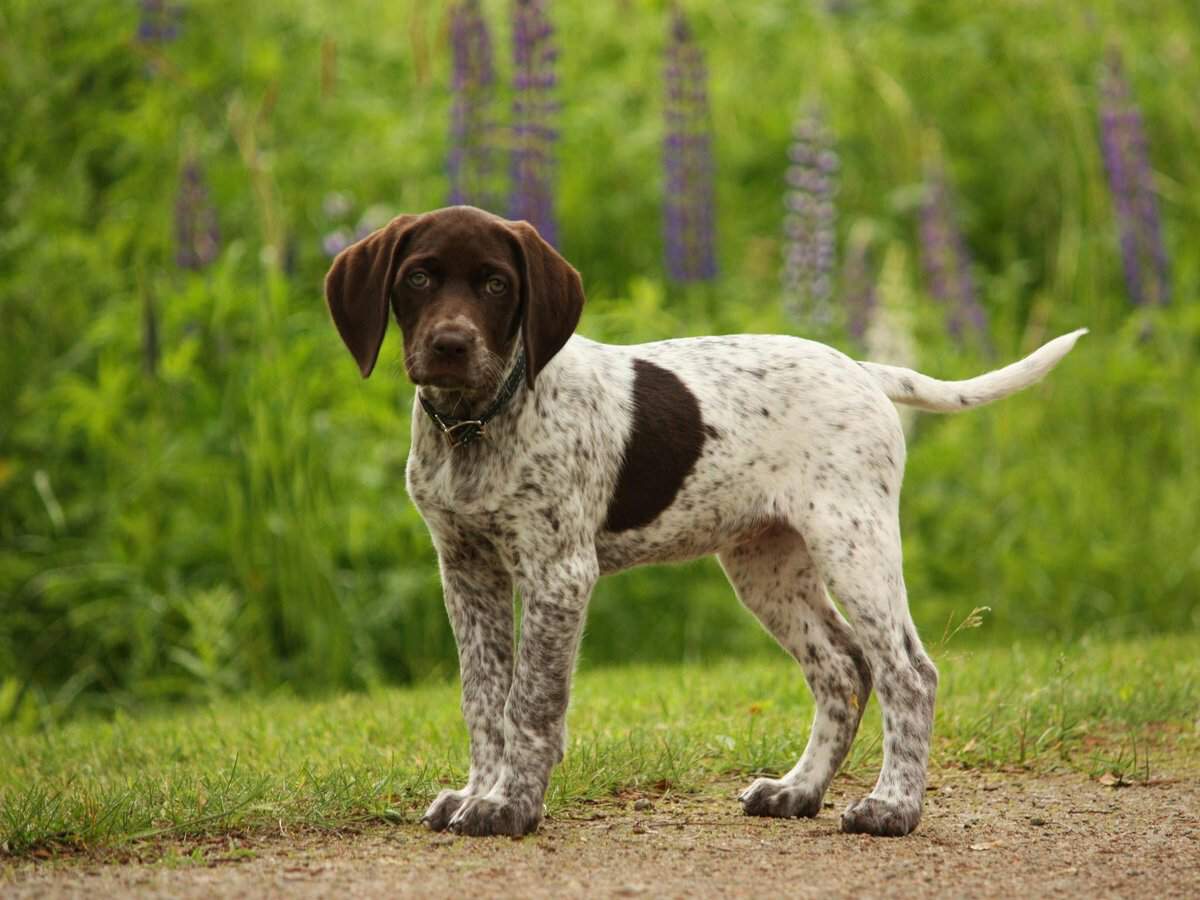 Английский пойнтер: описание и стандарт породы, отзывы и характеристика охотничьих собак, выбор щенка