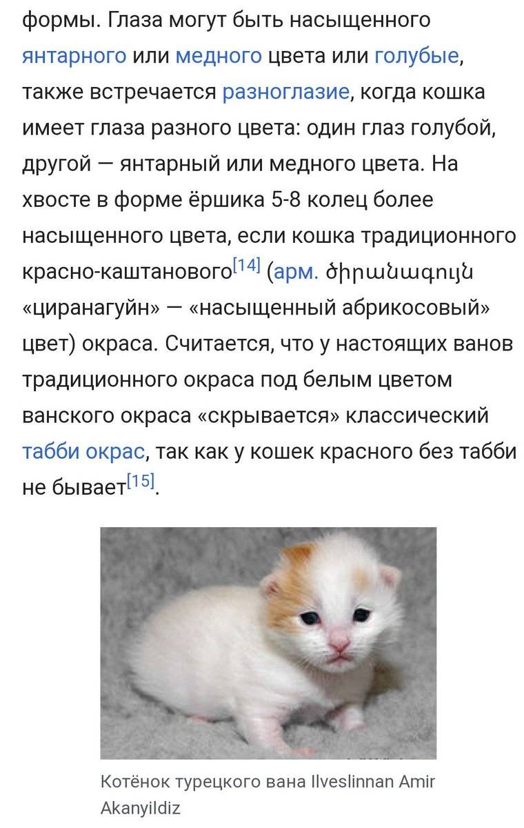 Турецкий ван кошка: подробное описание, фото, купить, видео, цена, содержание дома