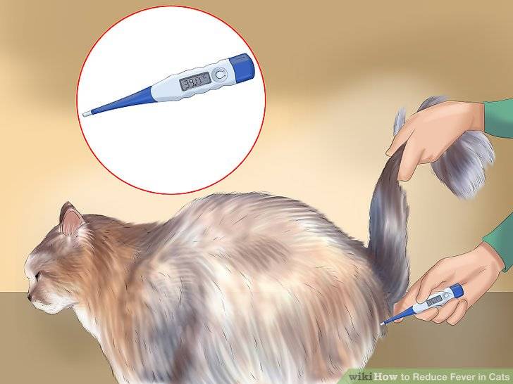 Какая температура у кошки считается нормальной