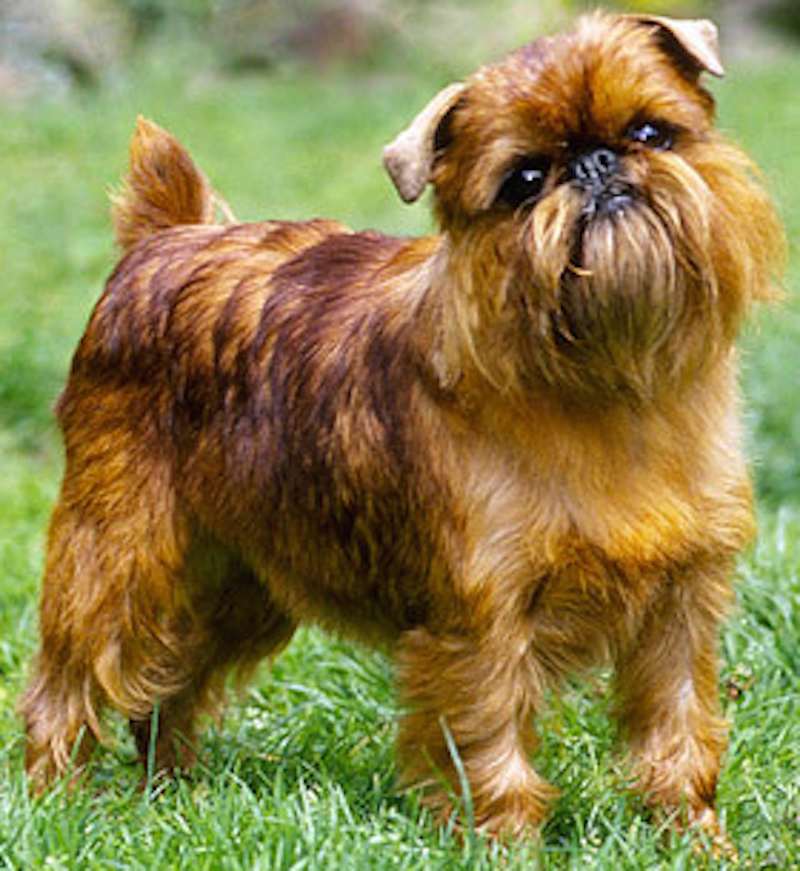 Собака брюссельский гриффон (39 фото): описание бельгийской породы, выращивание щенков