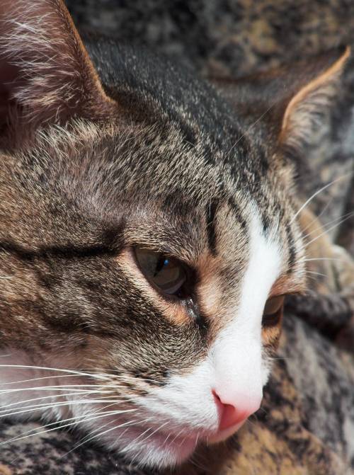 Почему возникает насморк у кошек и как эффективно его устранить