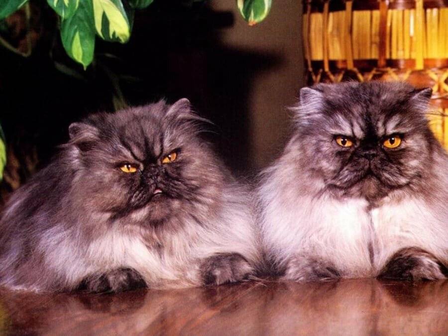 15 самых умных пород кошек - кэт молли