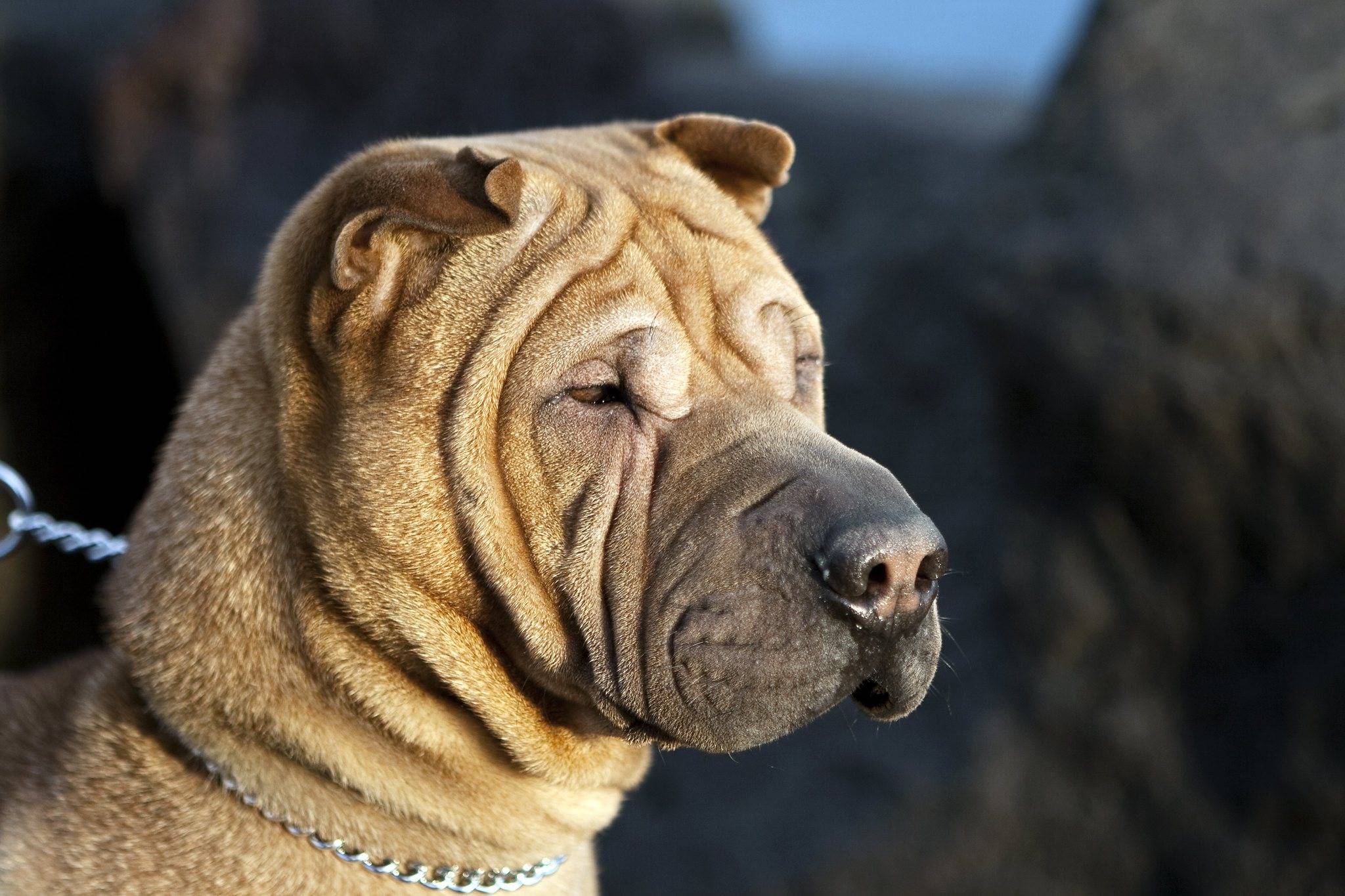 Шарпей: описание породы, характер, фото собаки, уход и отзывы собаководов