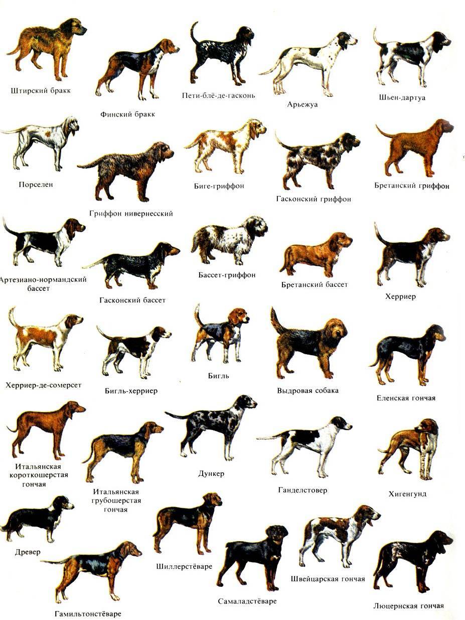 Маленькие породы собак: популярные породы, полный список.