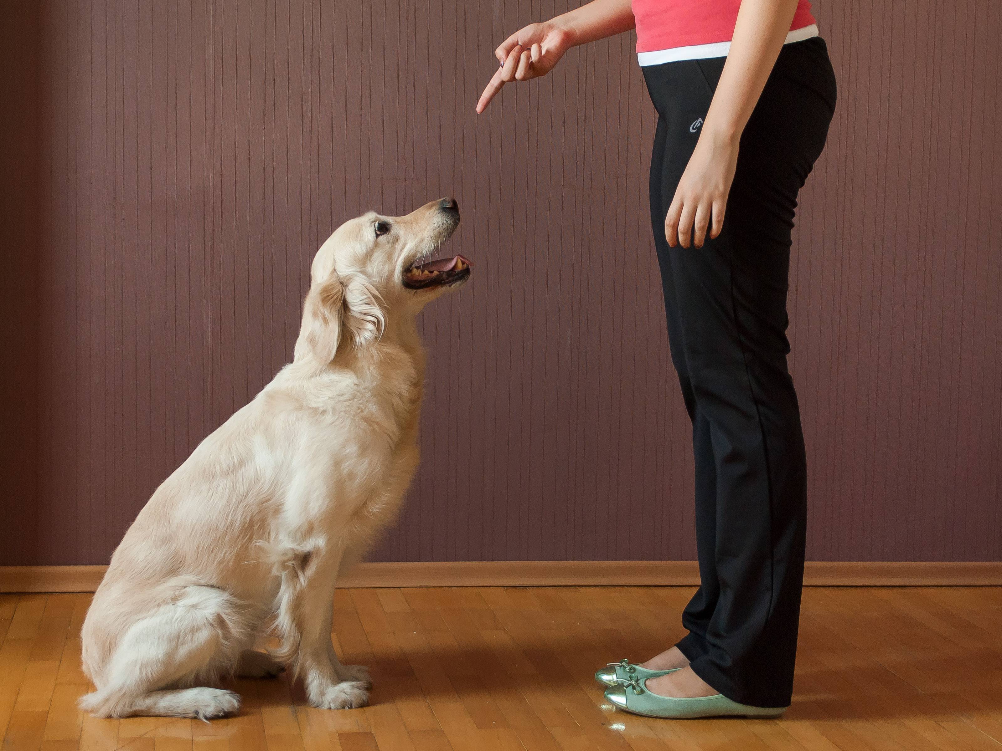 Как дрессировать собаку: полезные советы и важные правила