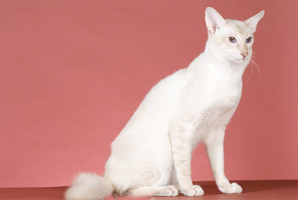 Яванская кошка (яванез): описание внешности и характера, уход за питомцем и его содержание, выбор котёнка, отзывы владельцев, фото кота