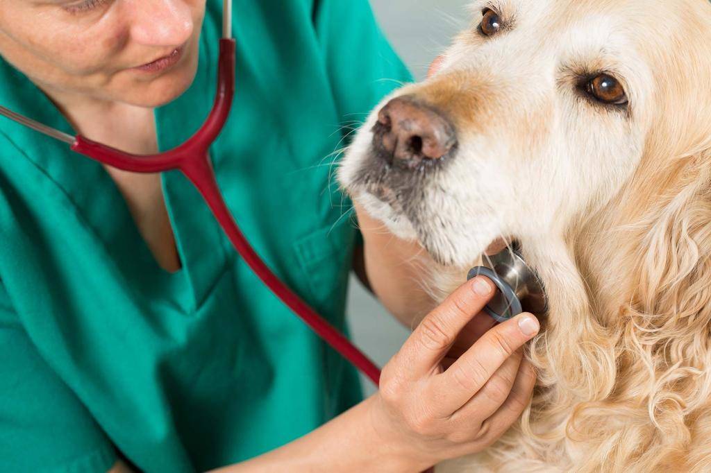 Хронический бронхит у собак | компетентно о здоровье на ilive