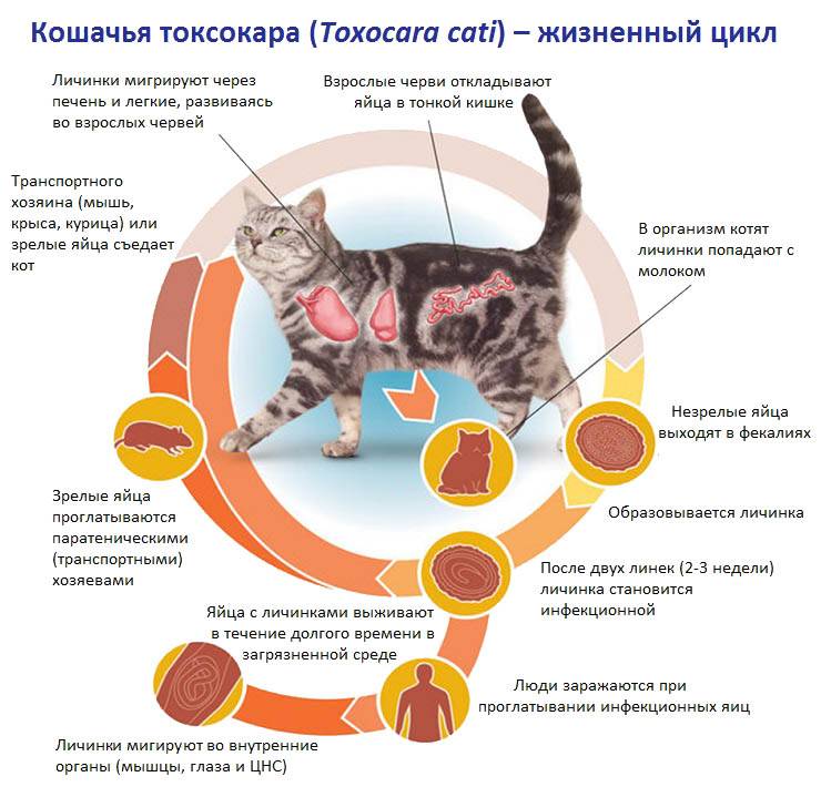 Виды паразитов у кошек