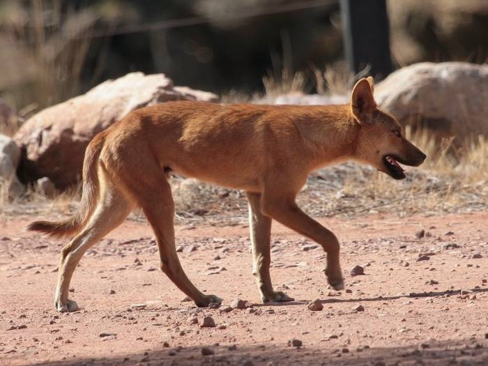 Среда обитания и описание внешности диких австралийских собак динго