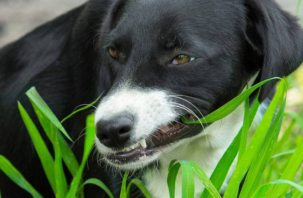 Почему собака ест землю: что не хватает, как отучить, психологические причины