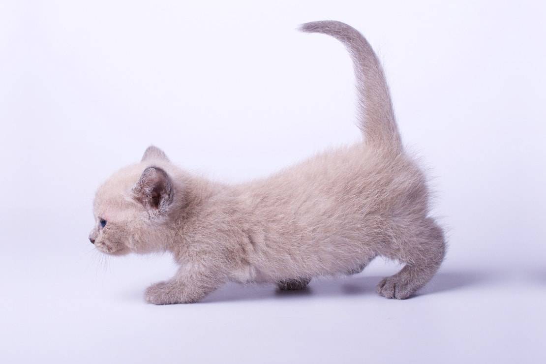 Манчкин — порода кошек с короткими лапами: фото, цена, описание стандарта и характера