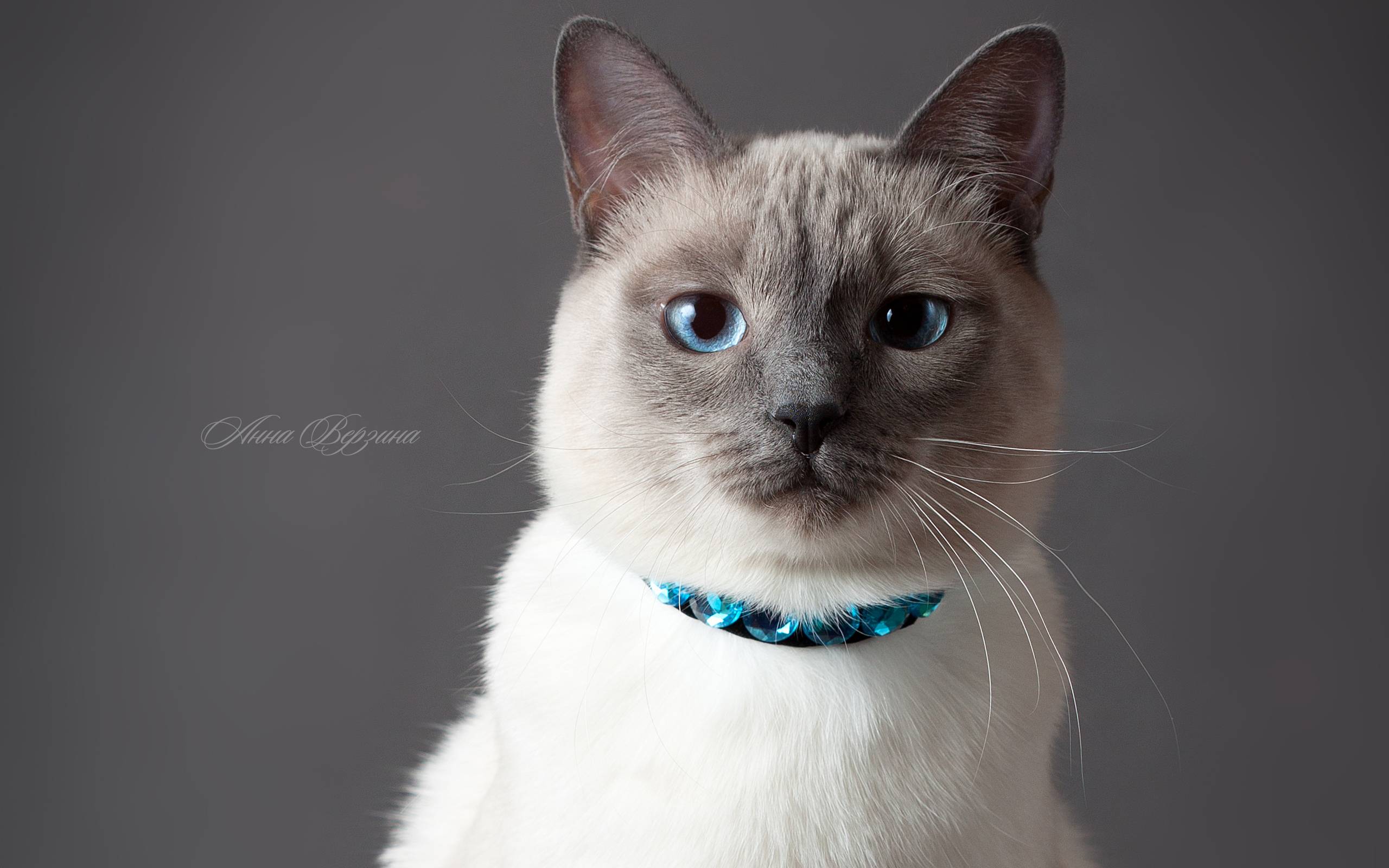 Каракет (36 фото): особенности породы, описание внешнего вида кошек и котов. содержание котенка в домашних условиях