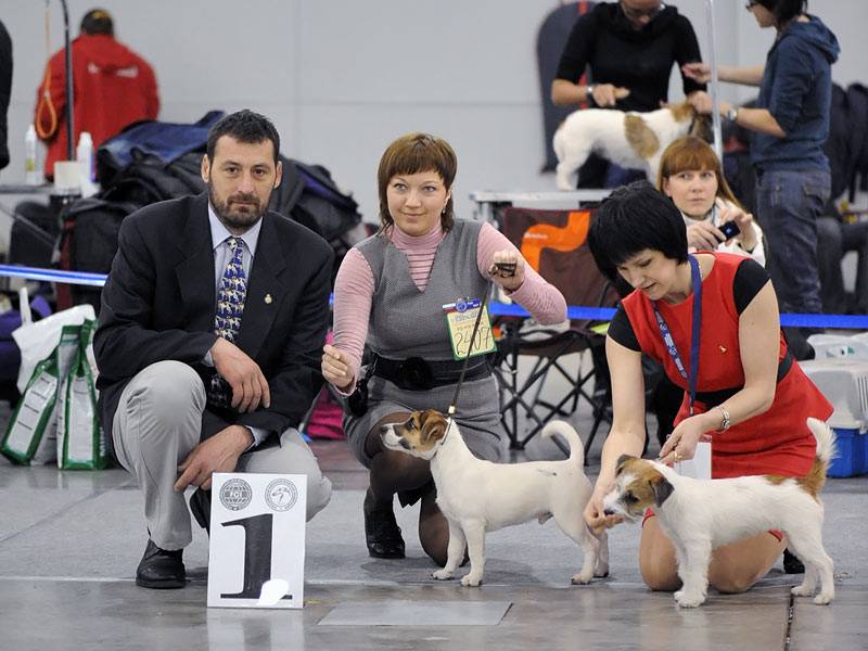 Zooпортал.pro :: выставка собак всех пород ранга сас, чф в тц чайна таун
